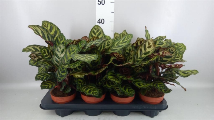 <h4>Calathea makoyana</h4>