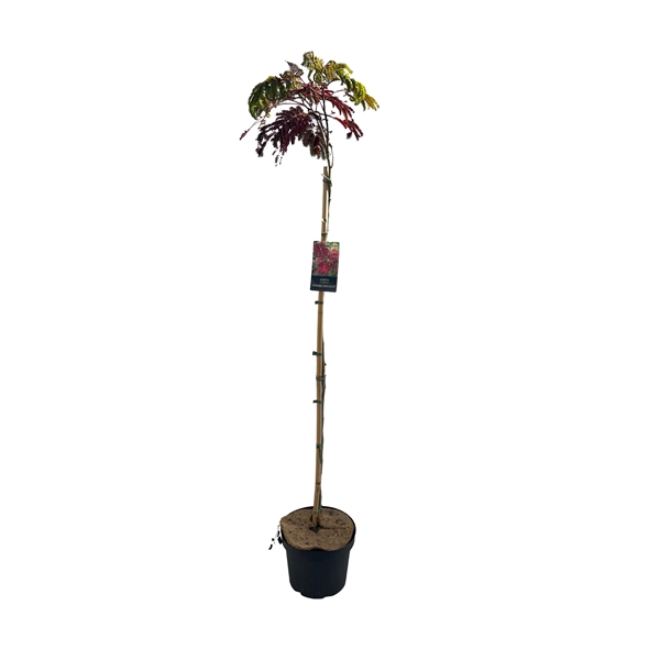<h4>Albizia 'Summer Chocolate' Stam 120 cm</h4>
