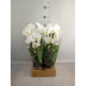 Phalaenopsis  'Elegant Cascade'