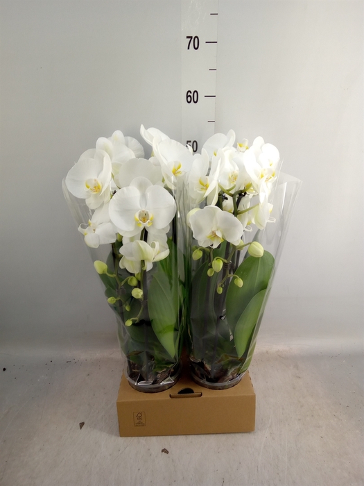 <h4>Phalaenopsis  'Elegant Cascade'</h4>