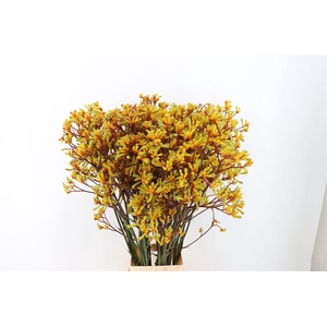 Anigoz Yellow Gem