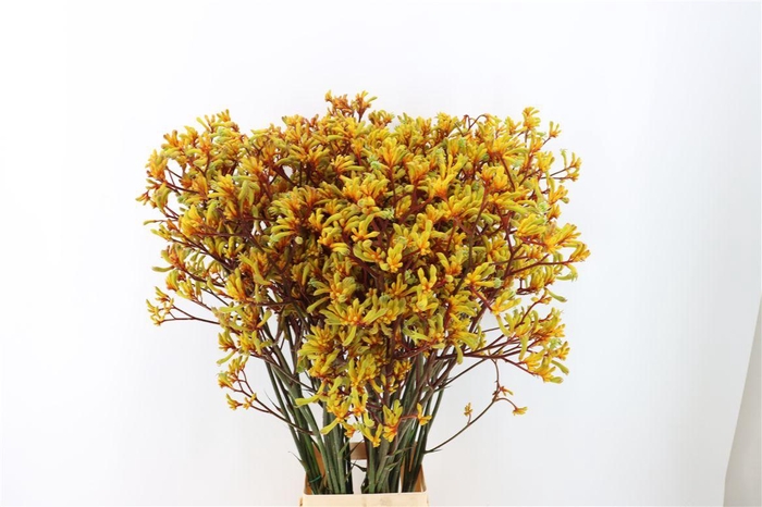 <h4>Anigoz Yellow Gem</h4>