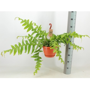 Rhipsalis   ...