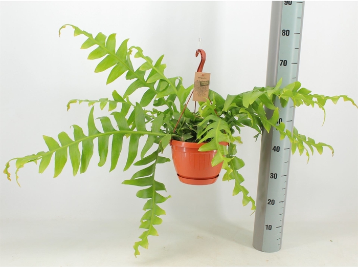 <h4>Rhipsalis   ...</h4>