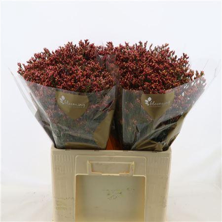 <h4>Limonium Sinense Max Diamond</h4>