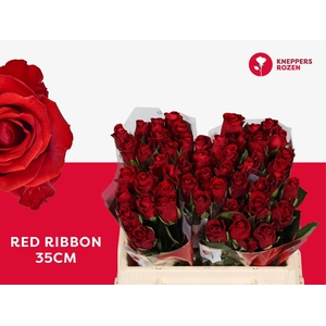 R GR RED RIBBON