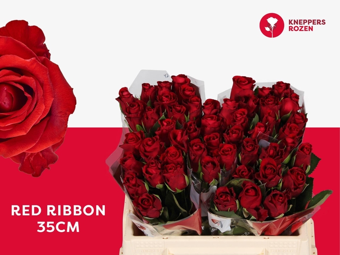 <h4>R GR RED RIBBON</h4>