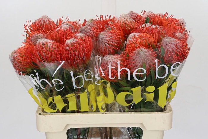 <h4>Nutans Tango</h4>