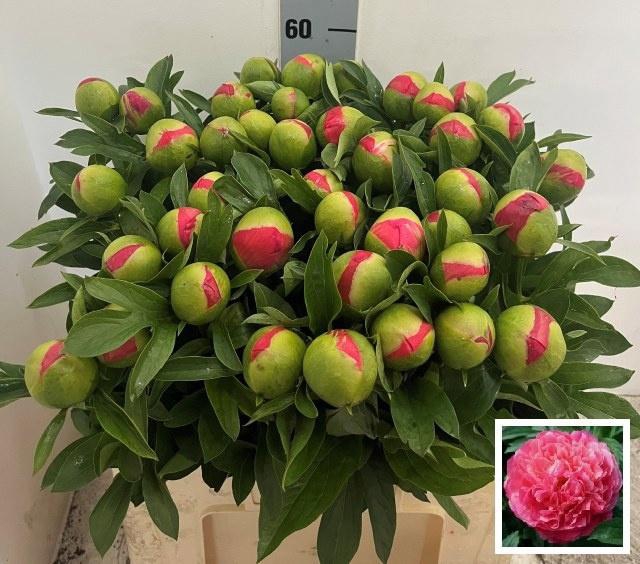 <h4>PAEO CORAL SUNSET</h4>