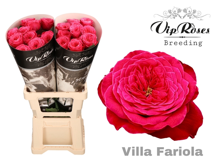 <h4>R GR VILLA FARIOLA</h4>