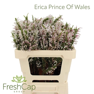 ERICA PE PRINCE OF W