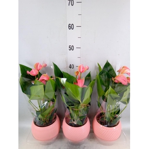 Anthurium andr. 'Joli'