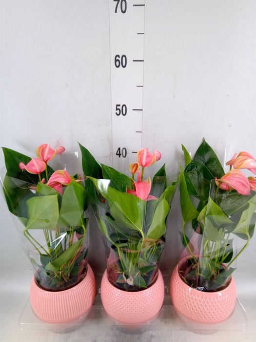 <h4>Anthurium andr. 'Joli'</h4>