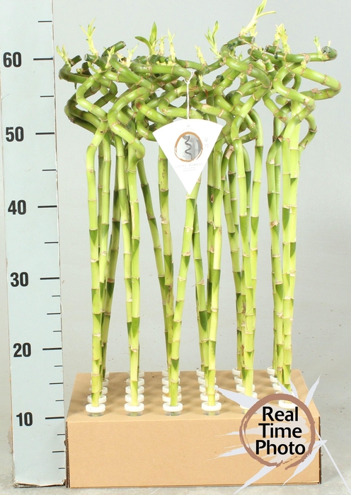 <h4>DRA LUCKY BAMBOO</h4>