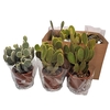 Opuntia Microdasys 2pp Mix 3 Sort - 5466
