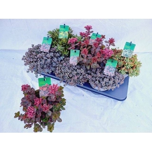 SEDUM MIX P15