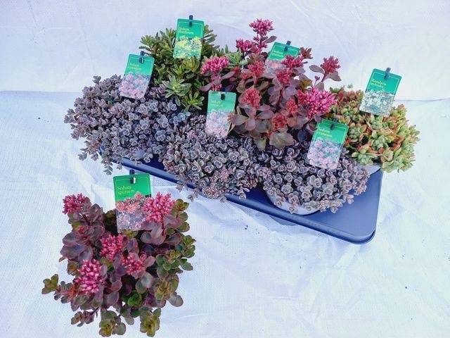 <h4>SEDUM MIX P15</h4>