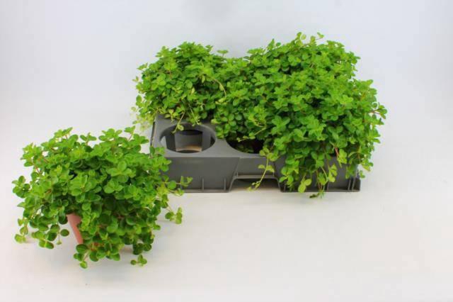 <h4>PEP ROTUNDIFOLIA</h4>