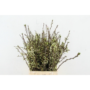 PRUIMENBLOESEM PER STEM 070CM