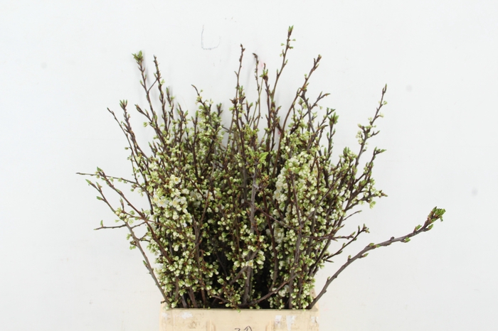 <h4>PRUIMENBLOESEM PER STEM 070CM</h4>