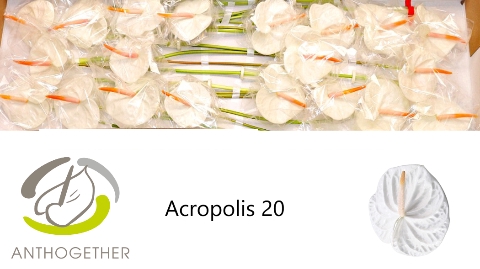 ANTH A ACROPOLIS 20