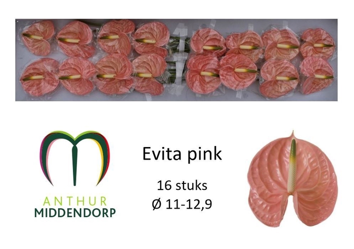 <h4>Anth Evita Pink</h4>