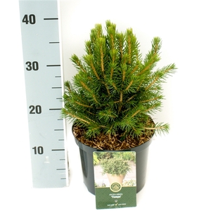 Picea a. 'Tompa'