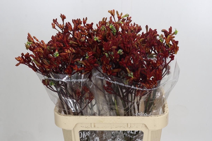 Anigozanthos Early Spring Indoor