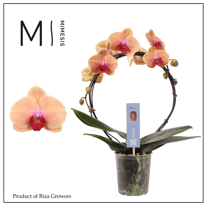 <h4>Phalaenopsis Moon Salmon 16+ - 12cm | Mimesis</h4>