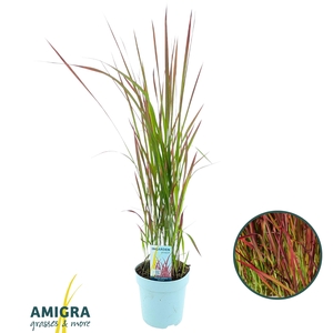 Imperata cylindrica 'Red Baron'