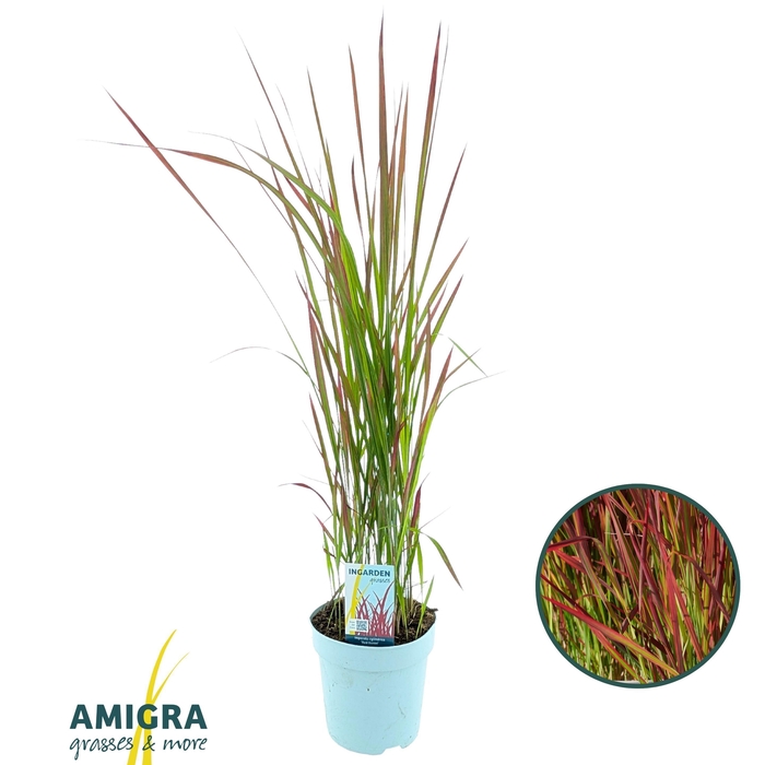 <h4>Imperata cylindrica 'Red Baron'</h4>