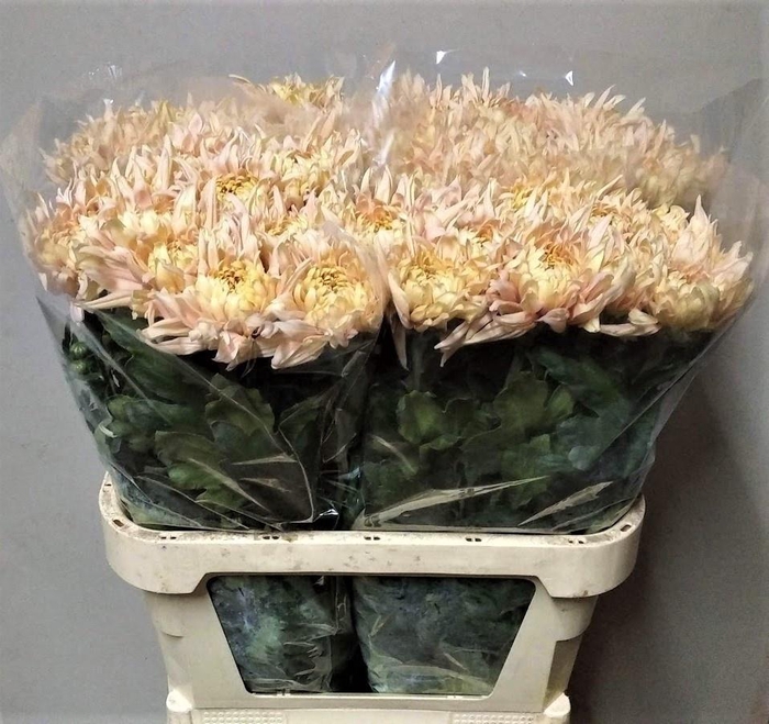 <h4>CHR G AVIGNON</h4>