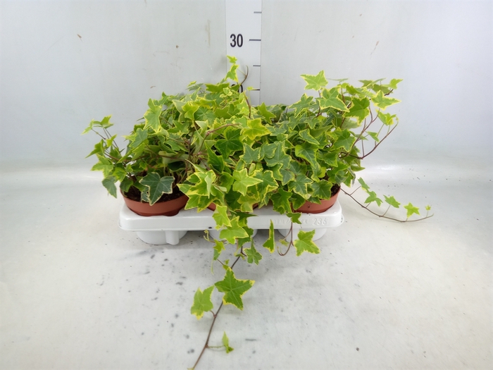 <h4>Hedera helix 'Goldchild'</h4>