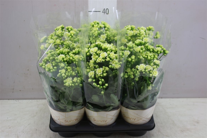 <h4>Kalanchoe Sunny White</h4>