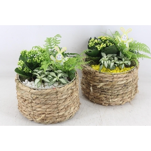 arr2 PL - Mand naturel rond x5 - geel/wit