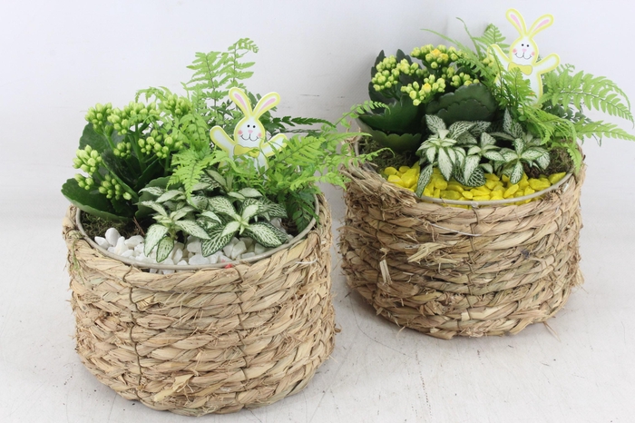 <h4>arr2 PL - Mand naturel rond x5 - geel/wit</h4>