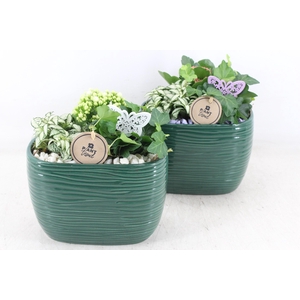 arr2 PL - Ker. ovaal groen 401/4 - lila/wit