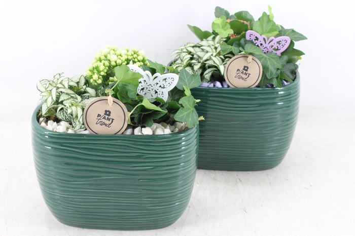 <h4>arr2 PL - Ker. ovaal groen 401/4 - lila/wit</h4>