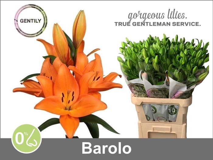 <h4>LI LA BAROLO</h4>
