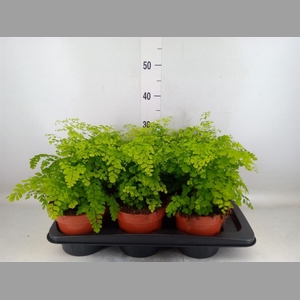 Adiantum raddi. 'Fragrans'