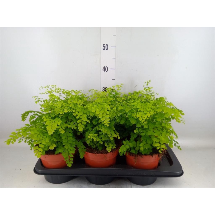 <h4>Adiantum raddi. 'Fragrans'</h4>