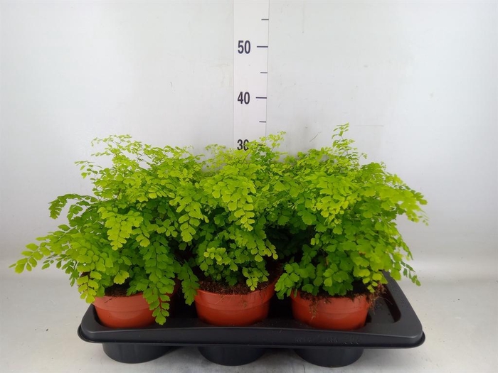 Adiantum raddi. 'Fragrans'