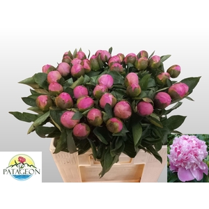 PAEO L MR JULES ELIE