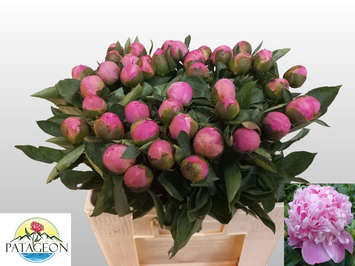 <h4>PAEO L MR JULES ELIE</h4>