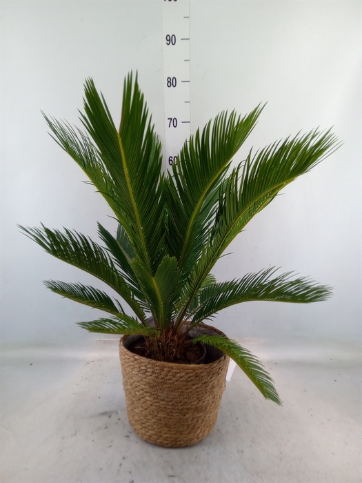 <h4>Cycas revoluta</h4>