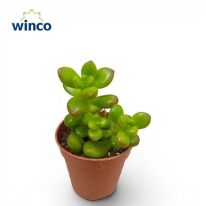 SEDUM OVERIG