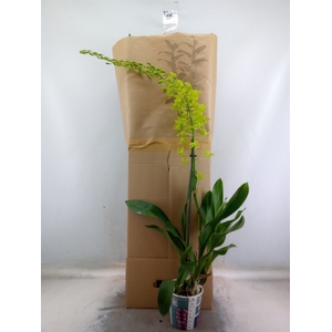 Orchideeen   ...