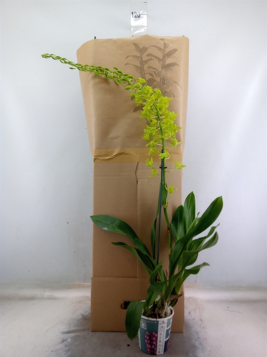 <h4>Orchideeen   ...</h4>