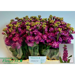 MATTH STOX DEEP ROSE