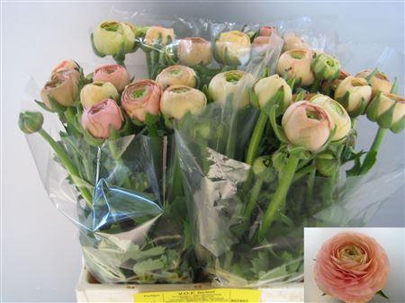 <h4>RAN EL SALMON</h4>